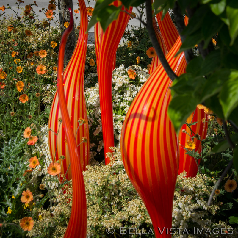 chihuly08