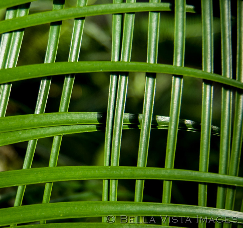 flora_01