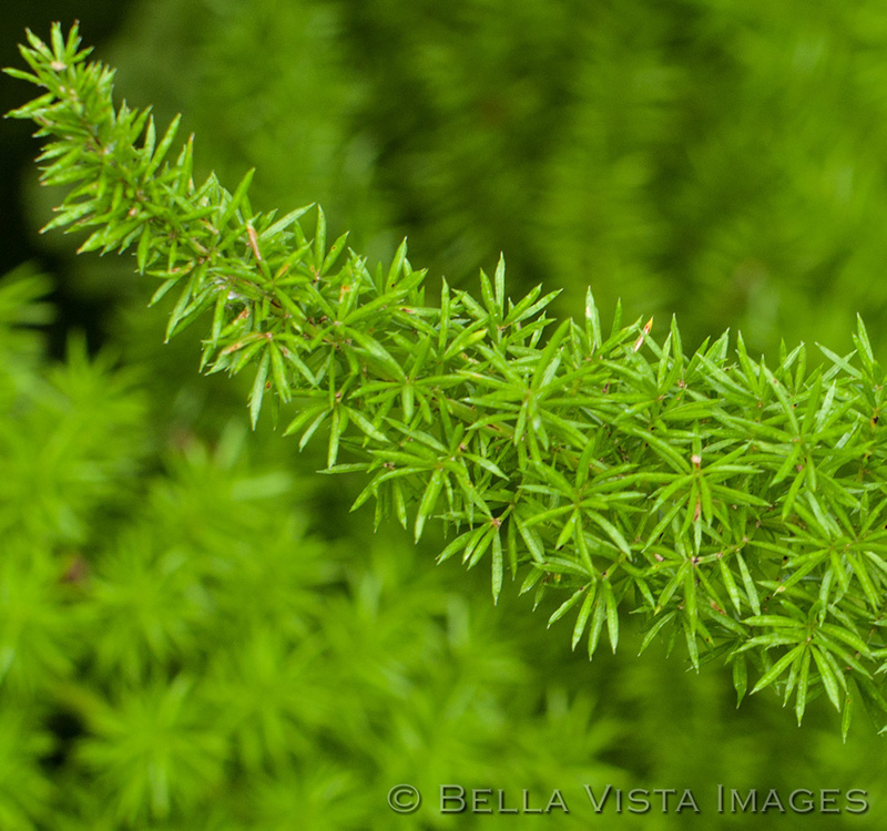 flora_02