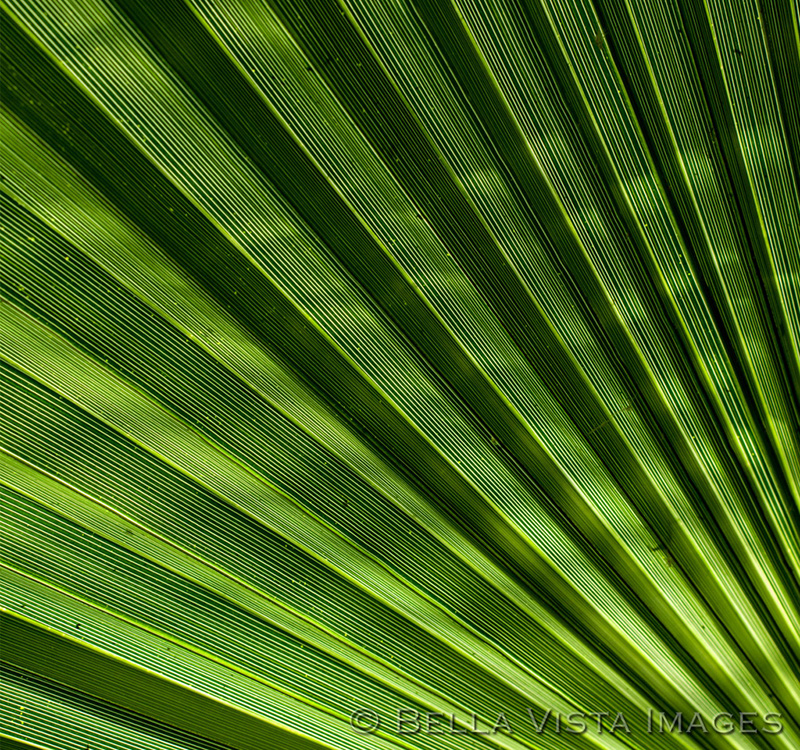 Flora