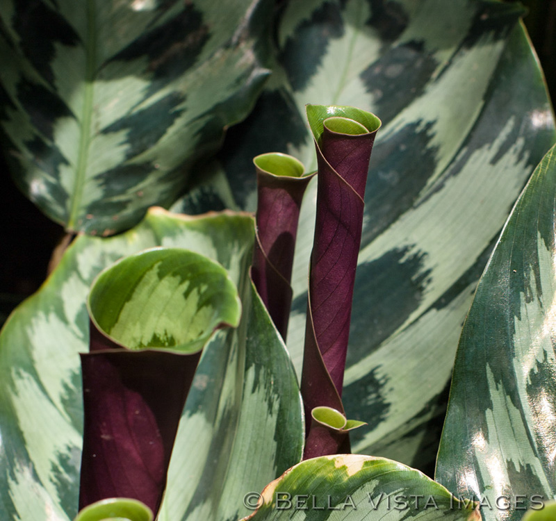 flora_04