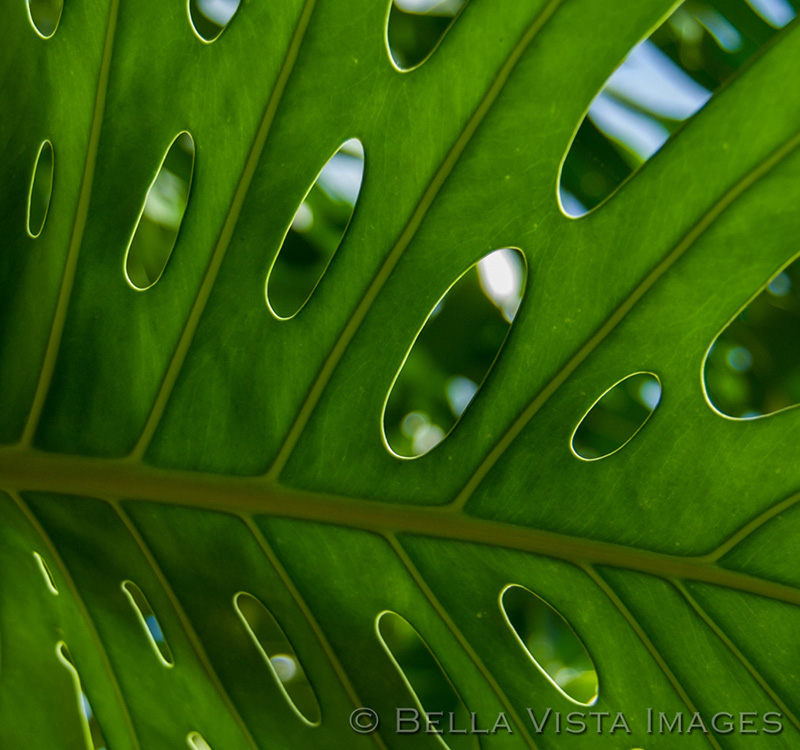 flora_05