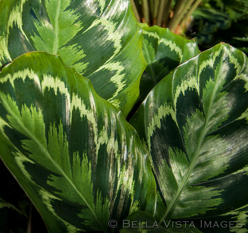 flora_07