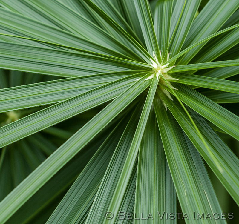 flora_09