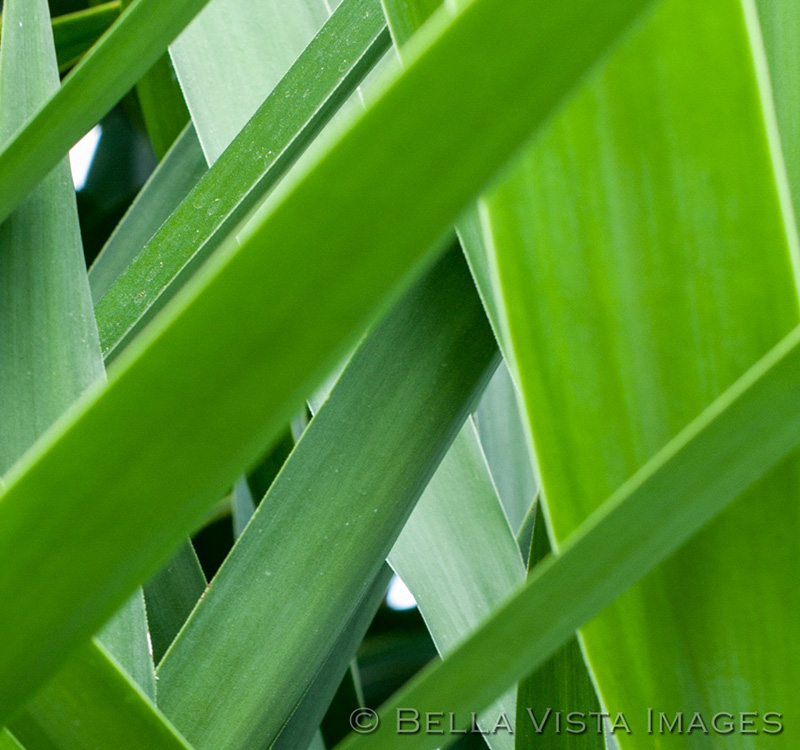 flora_10