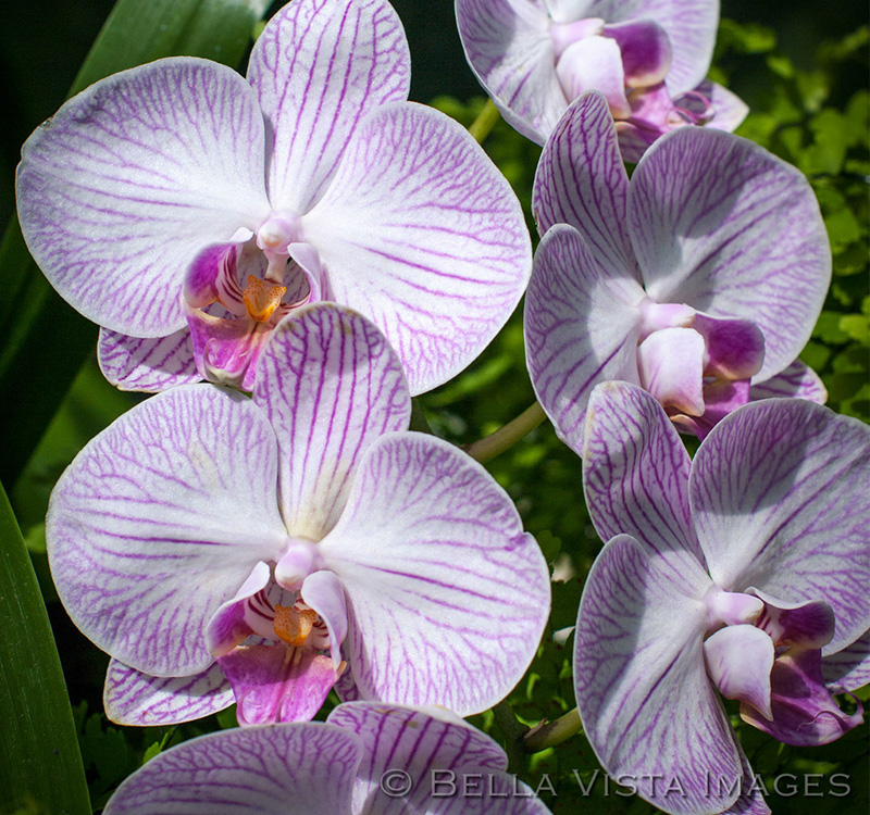 flora_11