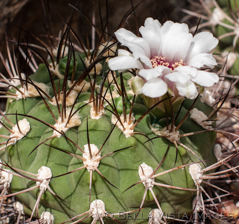 flora_12